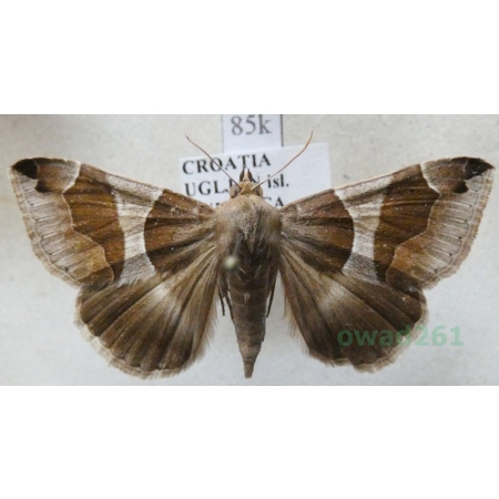 Dysgonia algira (Linnaeus, 1767) Croatia85k